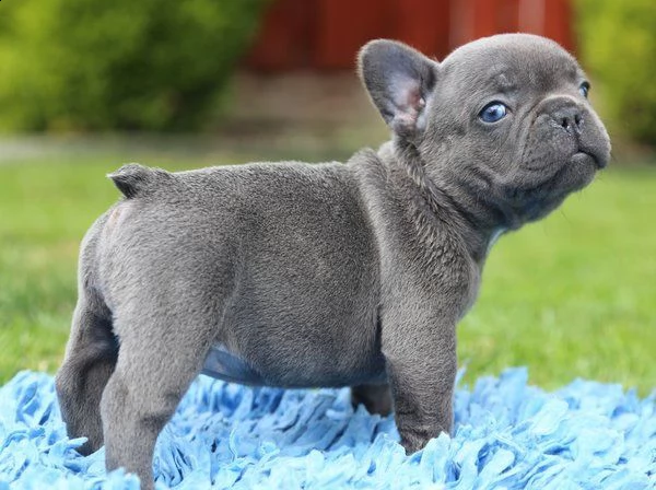 bulldog francese cucciolo