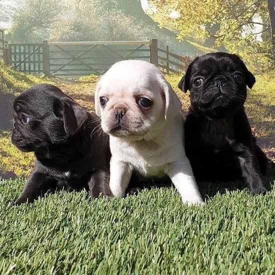 carlino in vendita | Foto 0