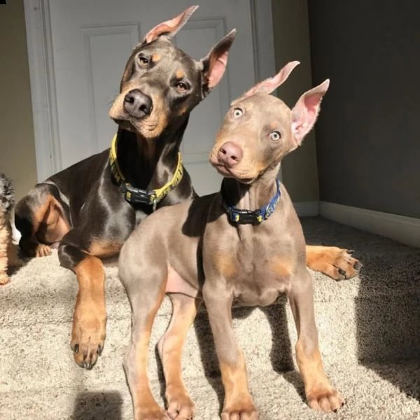 doberman pinscher in vendita | Foto 0