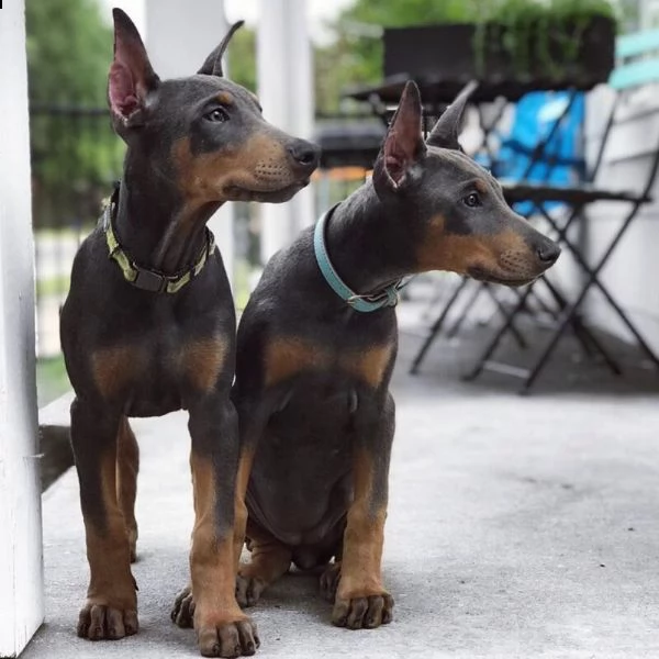 doberman pinscher in vendita