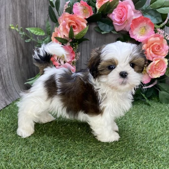 shih tzu cuccioli per l'adozione bellissima cucciolata cerca nuova famiglia, 4 maschi e 3 femmina, 6