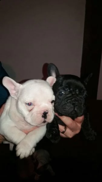 bellissimi cuccioli di bulldog francese | Foto 0