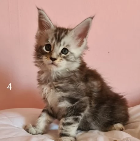 gattini maine coon in puro