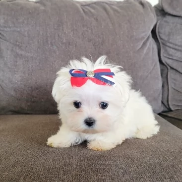 maltesi piccola toy