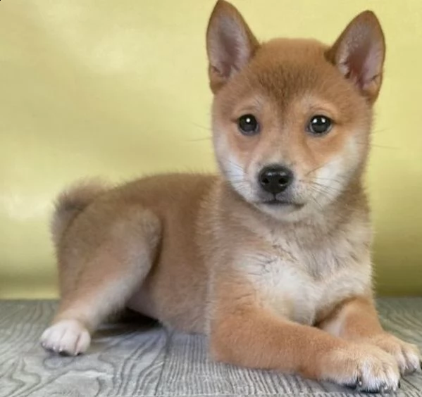 cuccioli di shiba inu | Foto 1