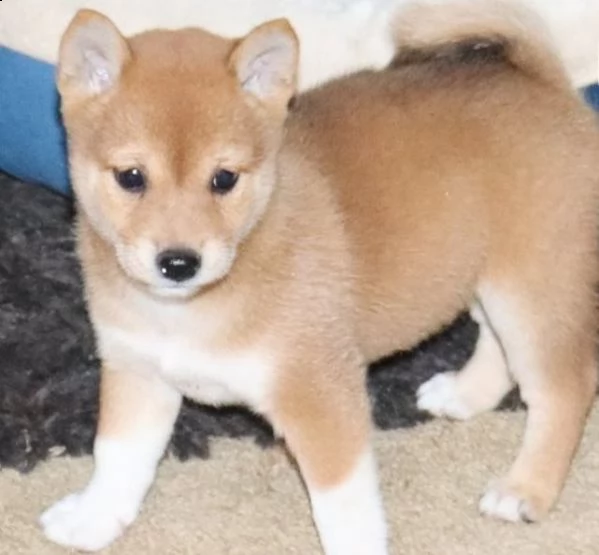 cuccioli di shiba inu | Foto 0