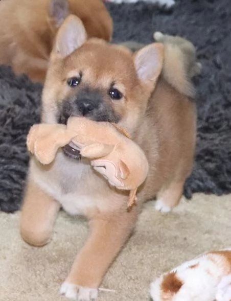 cuccioli di shiba inu