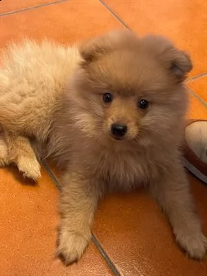volpino maschio di pomerania 3 mesi con microchip e vaccini