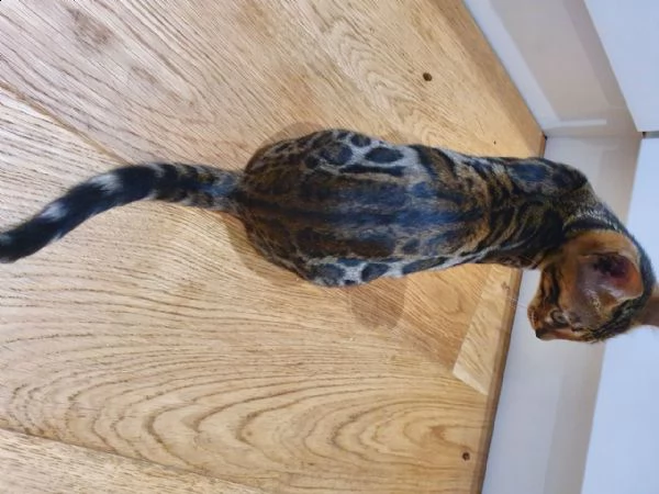 stupendi gattini bengala, pedigree anfi | Foto 0