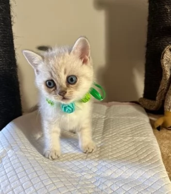 gattini munchkin di due mesi