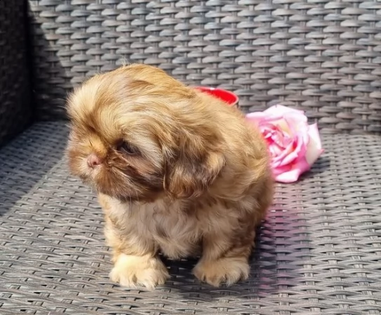 disponibili cuccioli di shih tzu | Foto 1