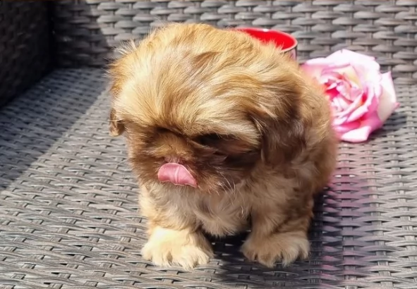 disponibili cuccioli di shih tzu | Foto 0