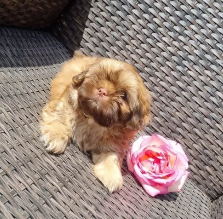 disponibili cuccioli di shih tzu