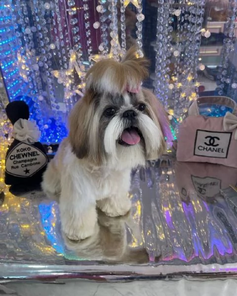 regalo cuccioli shih tzu