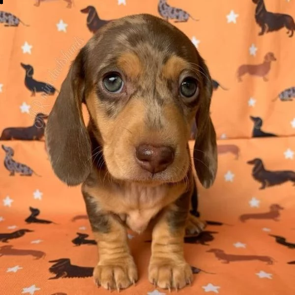 regalo adorabili cuccioli  bassotto femminucce e maschietti disponibili