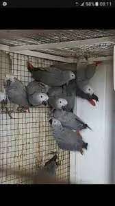 parlando di pappagalli grigi africani