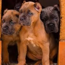 cuccioli di cane corso maschio e femmina pronti