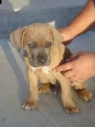 cuccioli di cane corso sani e belli