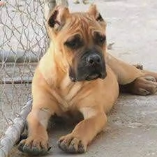 cuccioli disponibili oggi