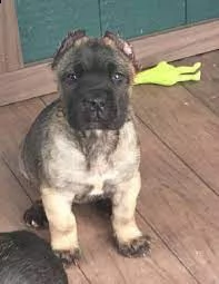 bellissimi cuccioli di cane corso