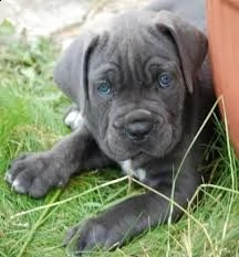 adorabile corso di canna