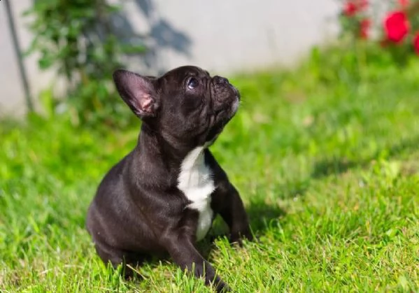 vendo cuccioli di bulldog francese | Foto 2