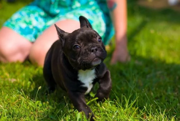 vendo cuccioli di bulldog francese | Foto 1