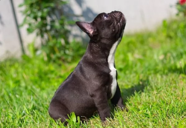 vendo cuccioli di bulldog francese | Foto 0