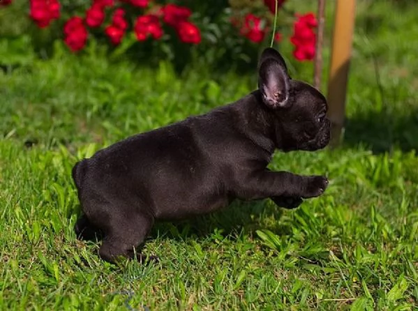 vendo cuccioli di bulldog francese