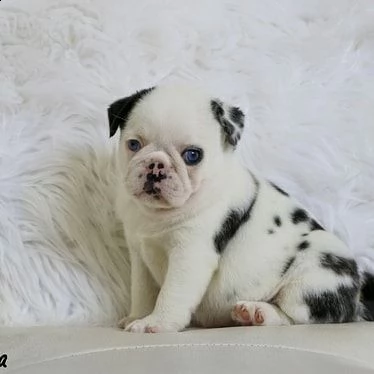 cuccioli di pechinese di razza | Foto 0