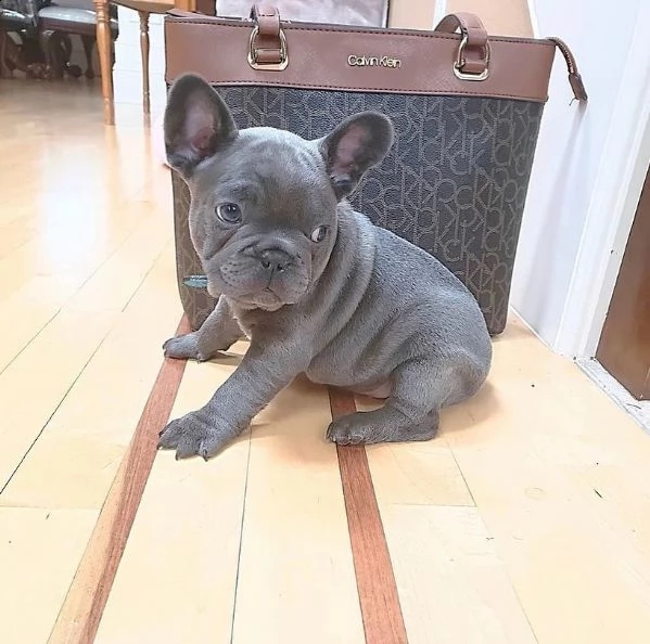 cuccioli di bulldog francese ben addestrati | Foto 1