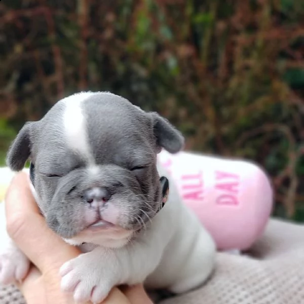 cuccioli di bulldog francese ben addestrati | Foto 0