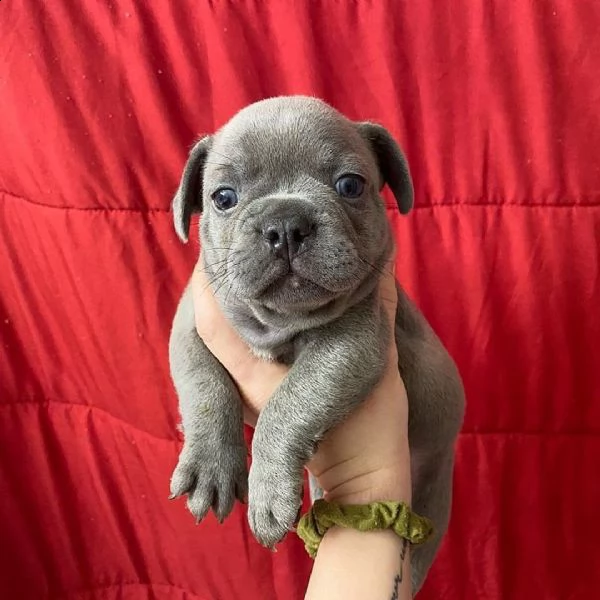 cuccioli di bulldog francese ben addestrati
