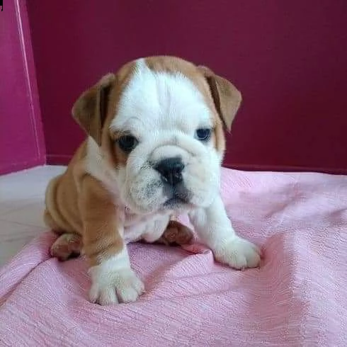 cuccioli bulldog inglese adozione | Foto 0