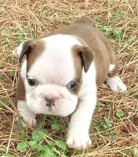 cuccioli bulldog inglese adozione