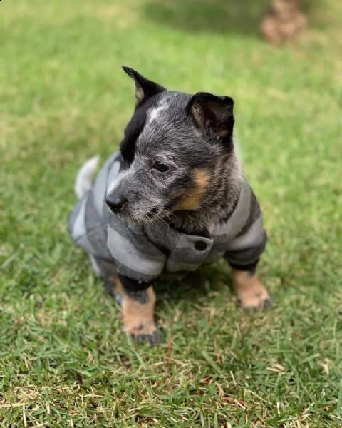 incontra duke  | Foto 0