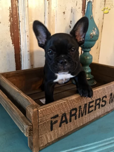 bellissimi cuccioli di bulldog francese maschio e femmina | Foto 2