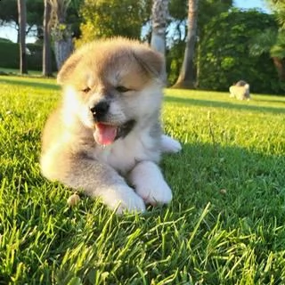 cuccioli di akita