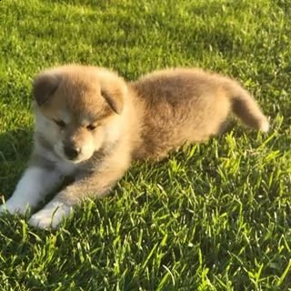 cuccioli di akita | Foto 2