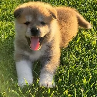 cuccioli di akita | Foto 1