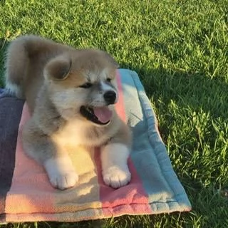 cuccioli di akita | Foto 0