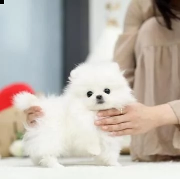 prenotazioni per cuccioli pomerania nano