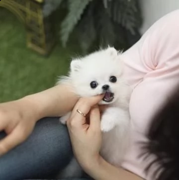 prenotazioni per cuccioli pomerania nano | Foto 0