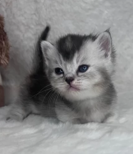 cuccioli di munchkin gattini