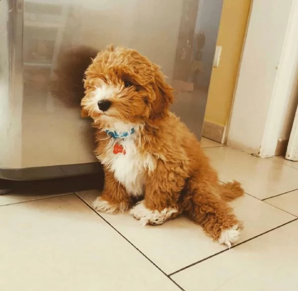  regalo adorabili cuccioli alano femminucce e maschietti gratuita i cuccioli sono vaccinati svermina