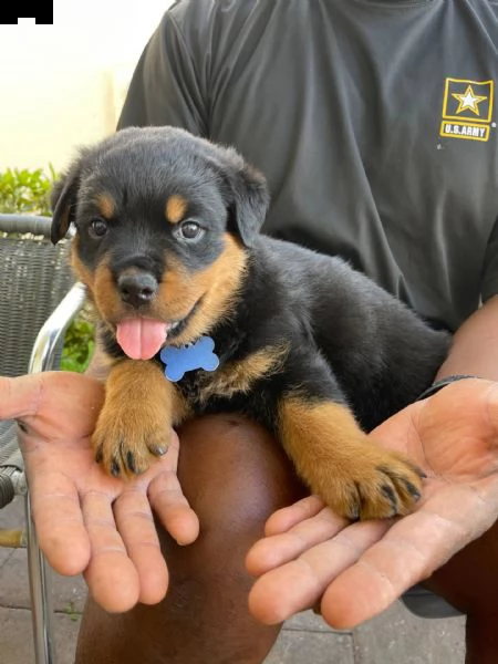  splendidi cuccioli di rottweiler la nostra bellissima cucciolata di cuccioli di rottweiler 3 ragazz