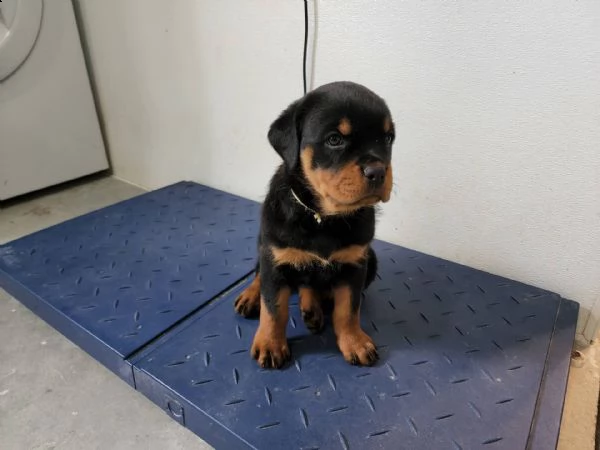  akc cuccioli di rottweiler tedesco, rottweiler vendo cuccioli di rottweiler maschi e femmine. hanno
