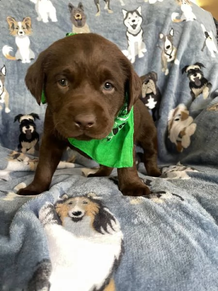  cuccioli di golden retriever pronti ad andare nelle loro case per sempre e-mail  (marieiris783[at]gmai