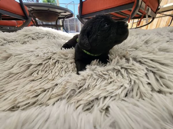  cuccioli di laboratorio di cioccolato cuccioli sani di laboratorio di cioccolato in vendita, testo 