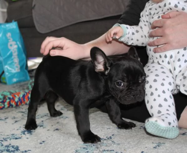 disponibile bulldog francese  cuccioli di bulldog francese con dna per sostenerlo sono disponibili e